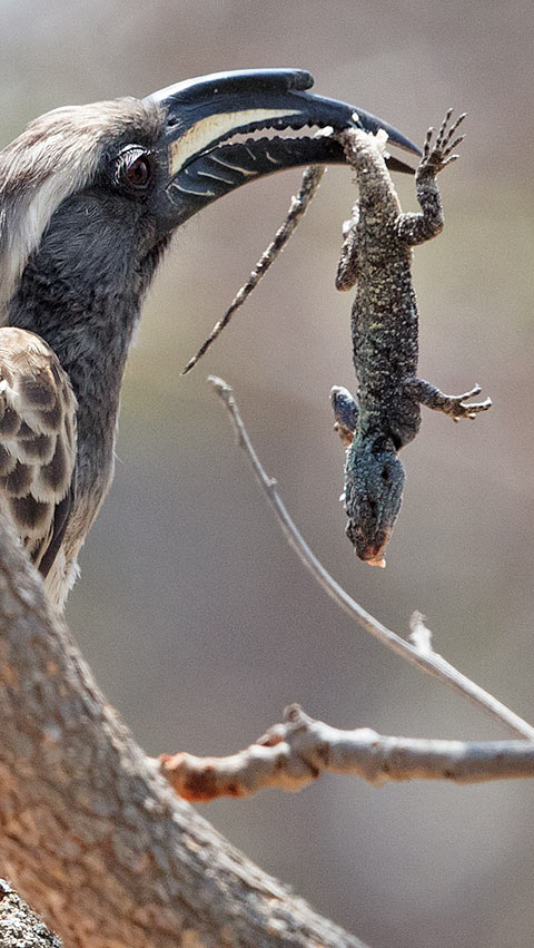 Grey Hornbill male with food